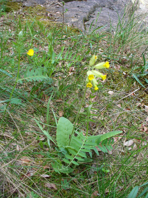 1327 primula veris